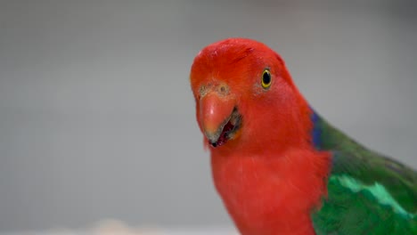 a close up of a red parakeet bird