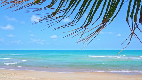 coconut palm tree leaf peaceful swaying in breeze against sandy beach, turquoise ocean waves, blue sky and white clouds