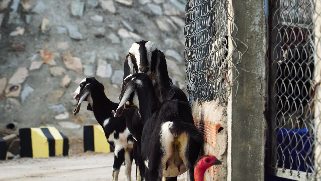 어른과 아이들의 무리와 함께 펜에 있는 호기심 많은 염소, 가정 축산업
