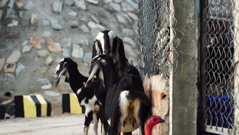 Curious-goat-in-pen-with-its-herd-of-adults-and-kids,-household-animal-husbandry