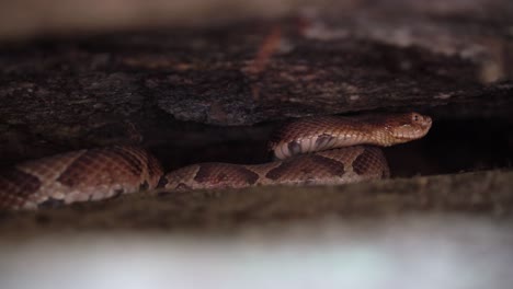 a copperhead hides waiting under a rock taking shelter