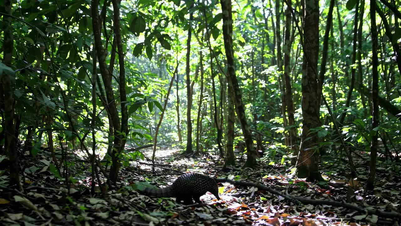 Low-angle video shot of a dense forest with sunlight filtering through leaves, capturing a tranquil