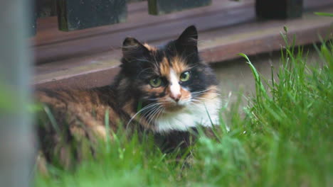 cat turning around and look straight into camera