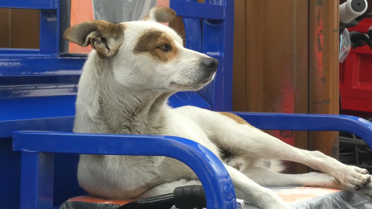 혼합된 품종의 개가 공기  ⁇ 새를 맡고 오른쪽으로 쳐다보고 있습니다.