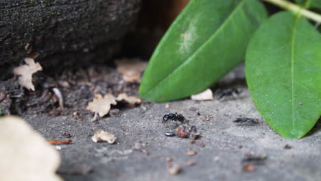 Close-up-of-large-ants-moving-on-stone-floor