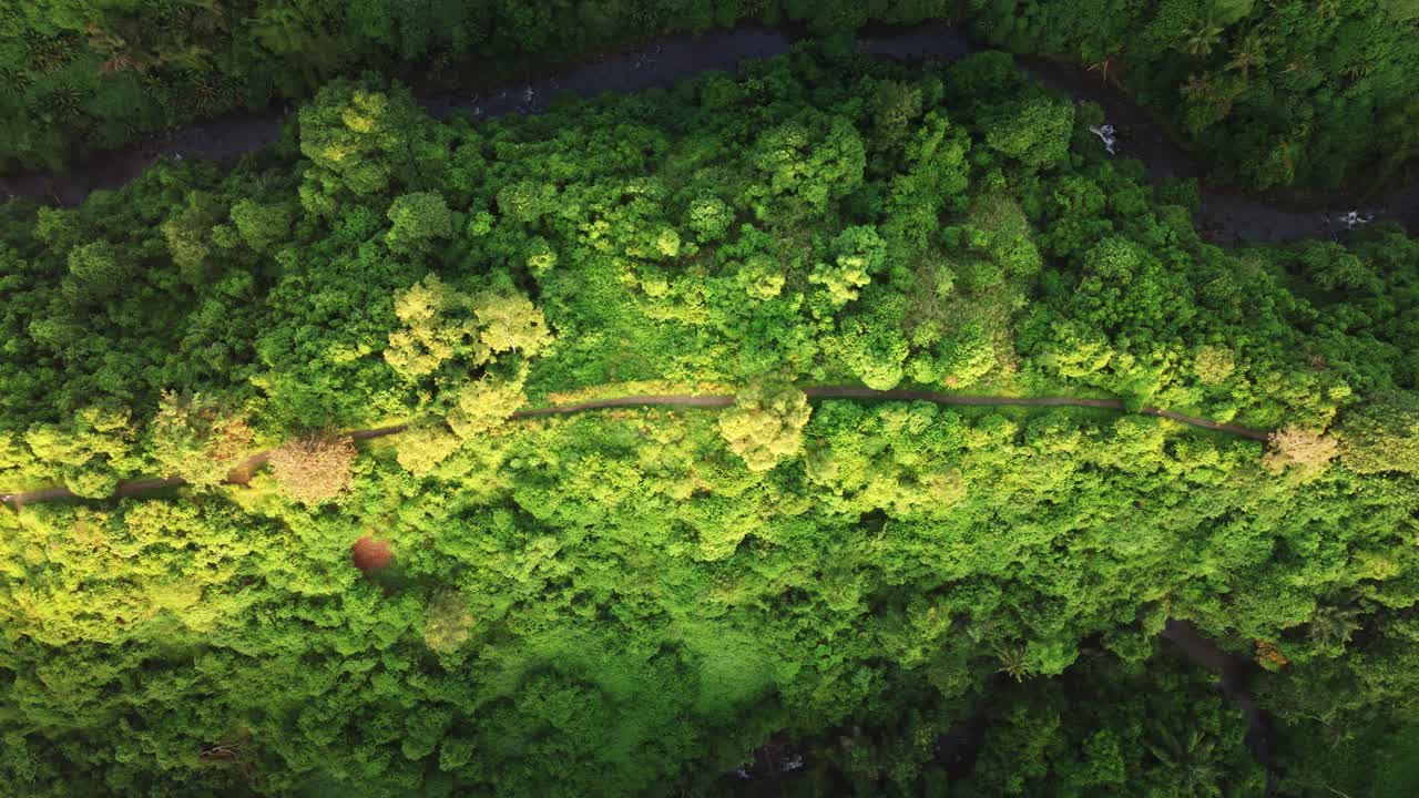 vista de drones de arriba hacia abajo de una pista de jogging rodeada de naturaleza, bosque, selva durante el amanecer
