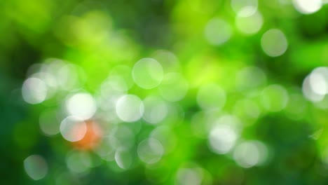 belleza bokeh borroso y luces fuga de fondo de bosque tropical natural. con los sonidos de la naturaleza