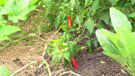 wide shot of chili red hot peppers fruit vegetable spicy variety in botanical garden