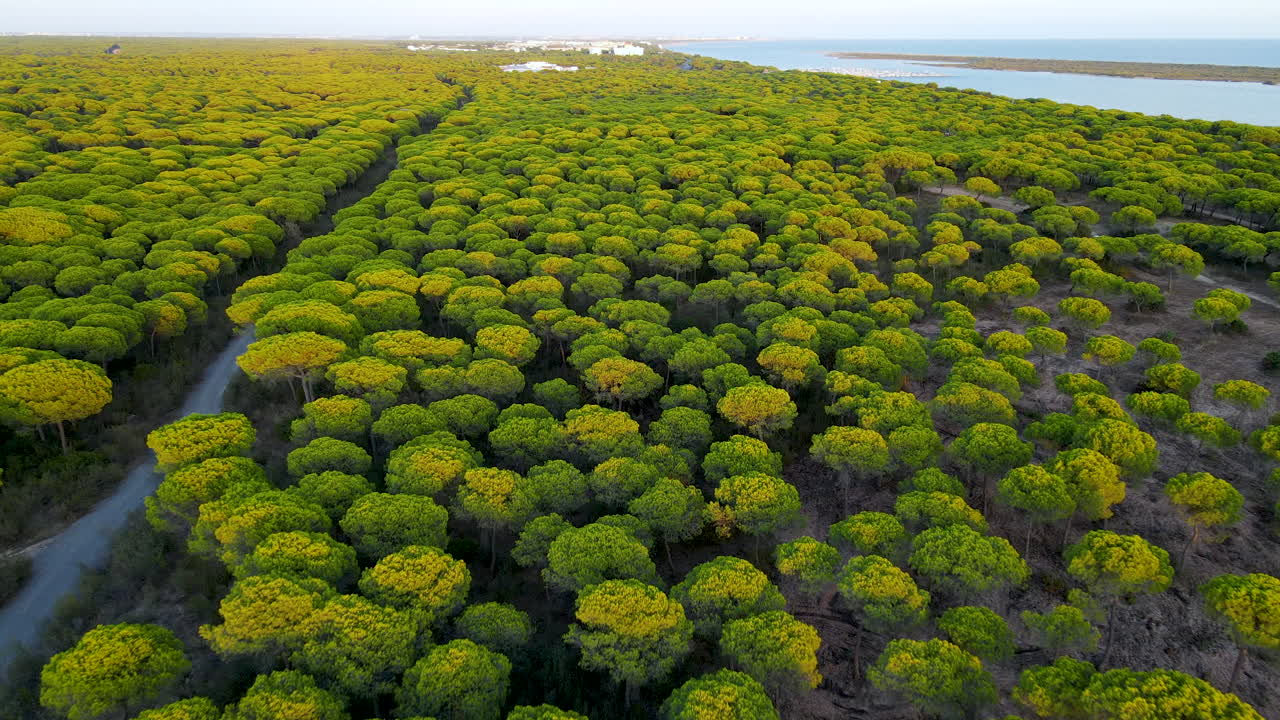 스페인, 유럽을 배경으로 무성한 소나무, 도로, 대서양의 영화적 역방향 촬영