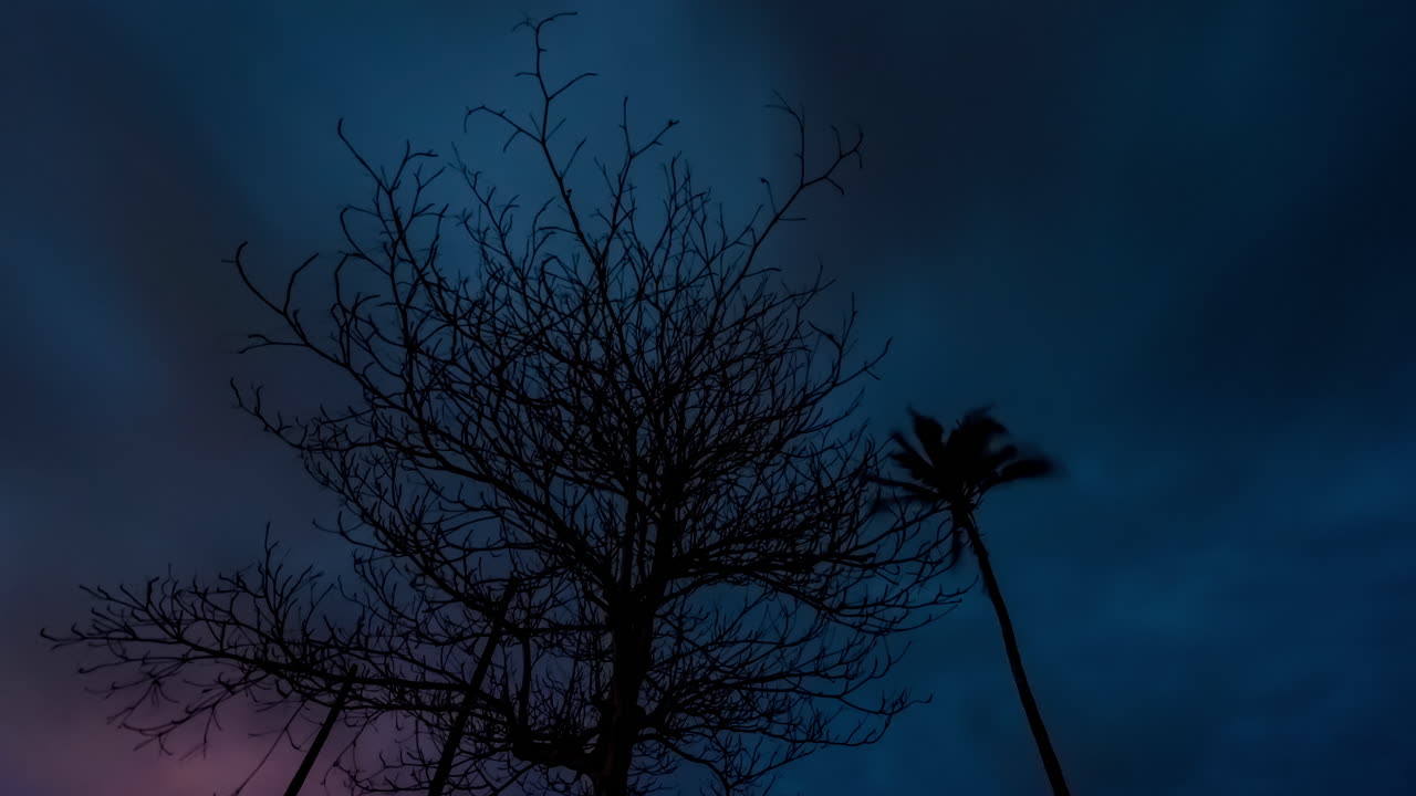 아프리카의 시간 경과, 배경에 별과 구름이 있는 나무