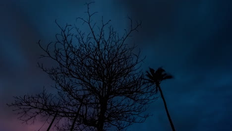 Lapso-De-Tiempo-En-África,-Un-árbol-Con-Estrellas-Y-Nubes-En-Segundo-Plano