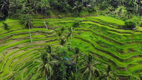 Beautiful-Tegallalang-rice-terraces-on-Bali,-Indonesia