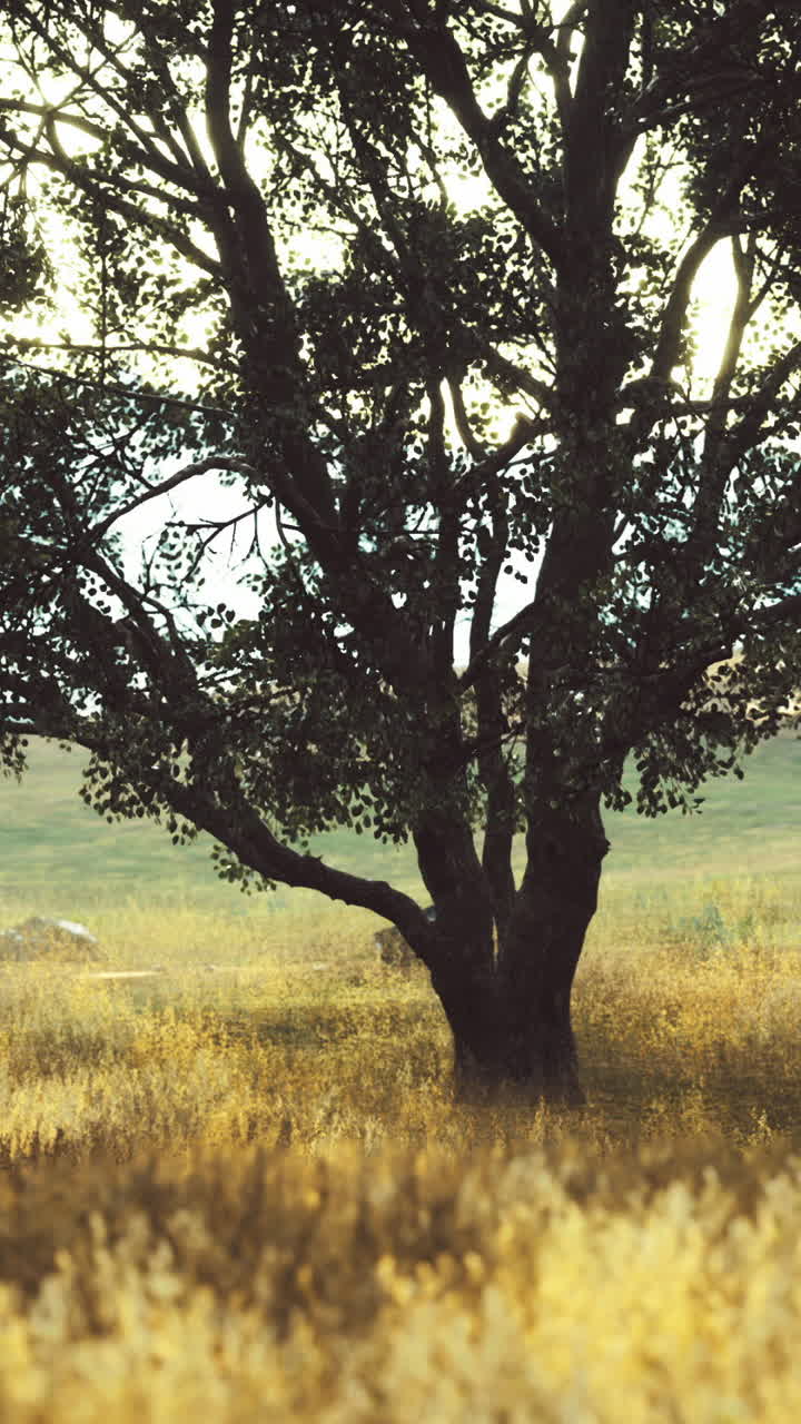 Lone tree stands tall in a serene landscape at dawns first light