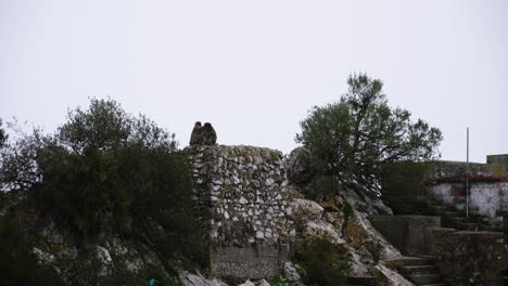 mono sentado en una pila de piedras y limpiándose el uno al otro, vista de distancia