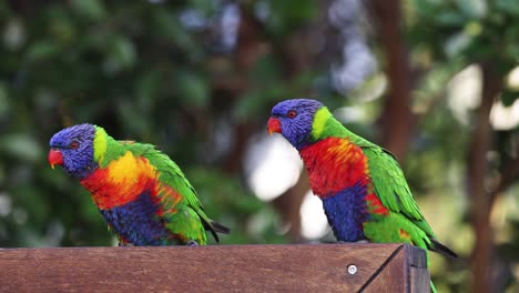 two colorful lorikeets interacting and preening