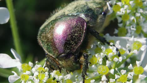 macro top detailweergave van groene metalen kever op witte en gele bloem