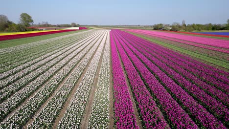 Colorful-tulip-field-in-the-Netherlands,-areal-view-moving-along-the-vast-lines-of-plant-based-plantation-during-sunshine-day