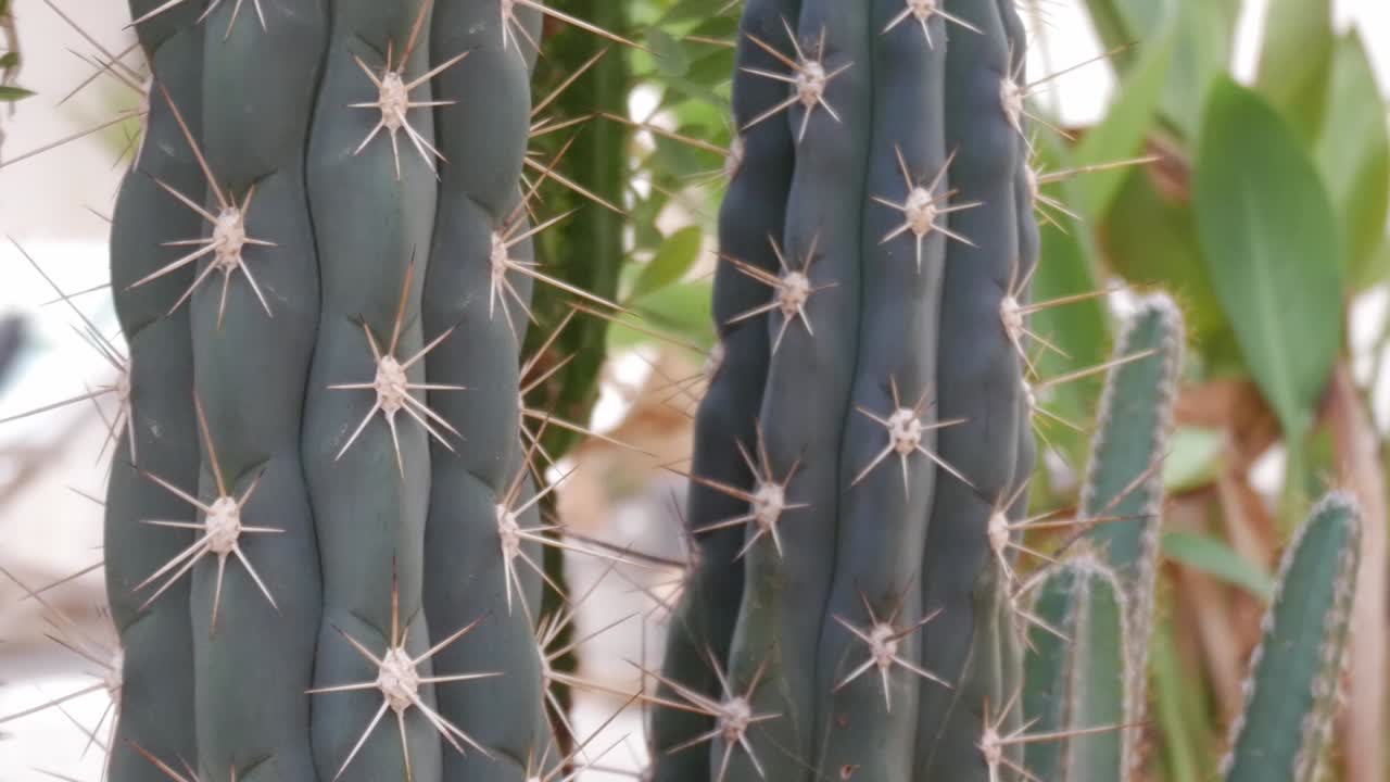 Close-up of cactus with thorns. Bottom-up view. Daylight
