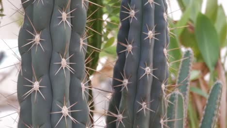 close-up of cactus with thorns. bottom-up view. daylight