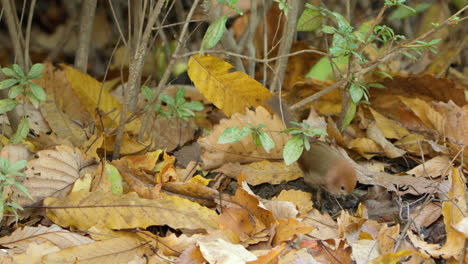 vinous-throated parrotbill bird forages on ground in autumn fallen leaves close-up