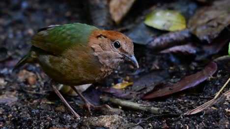 La-Pitta-De-Nuca-Oxidada-Es-Un-Ave-Confiada-Que-Se-Encuentra-En-Hábitats-De-Bosques-Montañosos-De-Gran-Altura,-Hay-Muchos-Lugares-En-Tailandia-Para-Encontrar-Esta-Ave