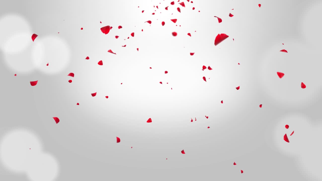 은 장미 꽃잎이 떨어지는 루프 배경 녹색 화면의 4k 비디오