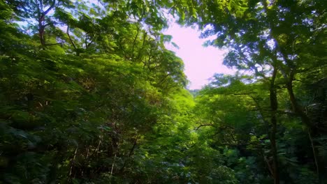 dense green forest canopy