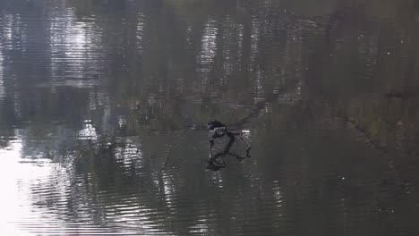 Cormorán-Batiendo-Sus-Alas,-Posado-En-Una-Rama-Del-Río-Swan-Perth