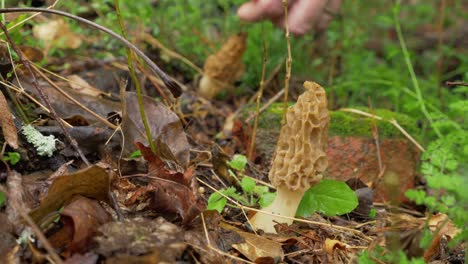 tres hongos morel recogidos por mano masculina en el bosque, día