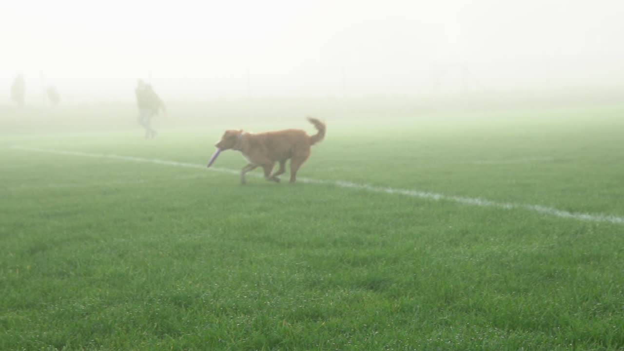 perro marrón dorado salta para atrapar frisbee y gira en un campo de hierba neblinoso, cámara lenta