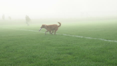 golden brown dog jumps to catch frisbee and turns in foggy grass field, slowmo