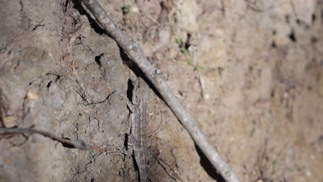 a jacky dragon lizard sunbakes on a rock by a river in australia