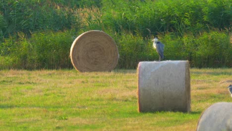 heron on hay bales in the sunset in a field on a summer day