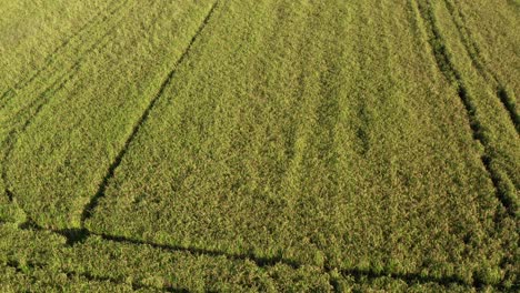 Awesome-drone-view-of-rice-fields-North-of-Italy,Lombardy