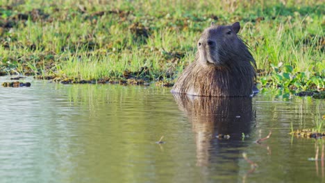 lindo capibara, hydrochoerus hydrochaeris tomando un relajante baño por la tarde, relajándose en el río rodeado de densas vegetaciones con hermosa luz solar brillante en la superficie del agua