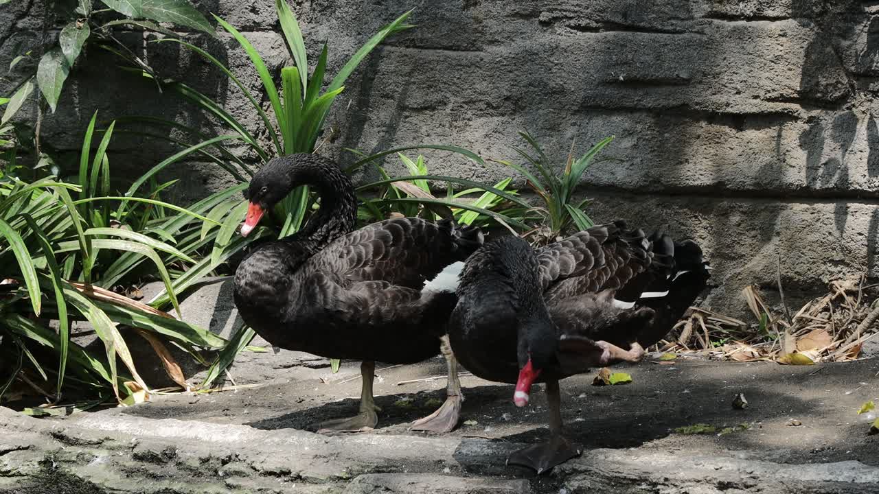 Black Swan Preening by the Pond in Lush Natural Habitat