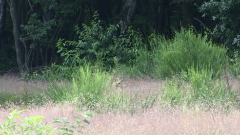 Rehkalb-Versteckt-Sich-In-Hohen-Gräsern