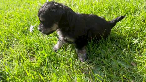 un primerísimo plano de un cachorro schnauzer miniatura maltés investigando la lente antes de que vuelva a enfocarse y luego se distraiga con otra cosa cercana