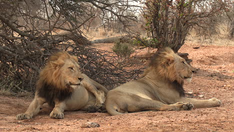 Los-Hermanos-Leones-Se-Despiertan-De-Una-Siesta-Y-Comienzan-A-Moverse