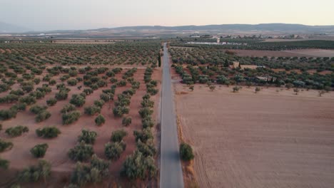 Straße-Umgeben-Von-Feldern-Mit-Olivenbäumen