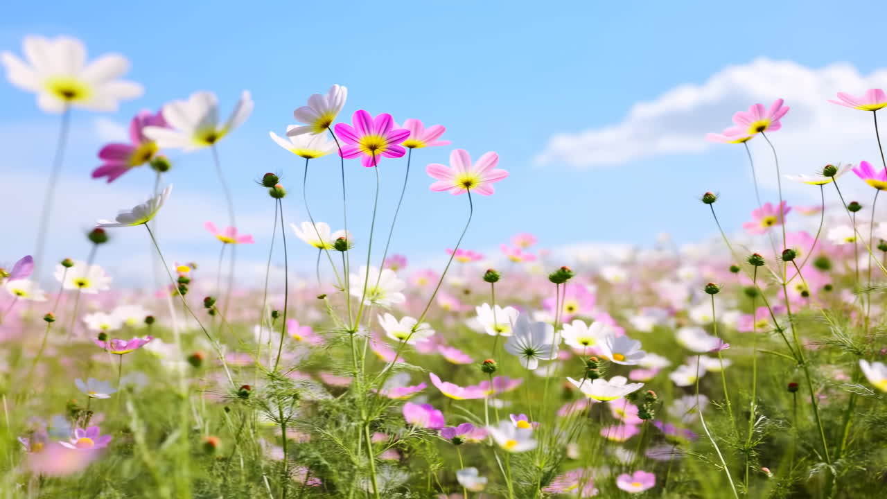 Fiori di cosmos rosa e bianchi che ondeggiano in un campo soleggiato