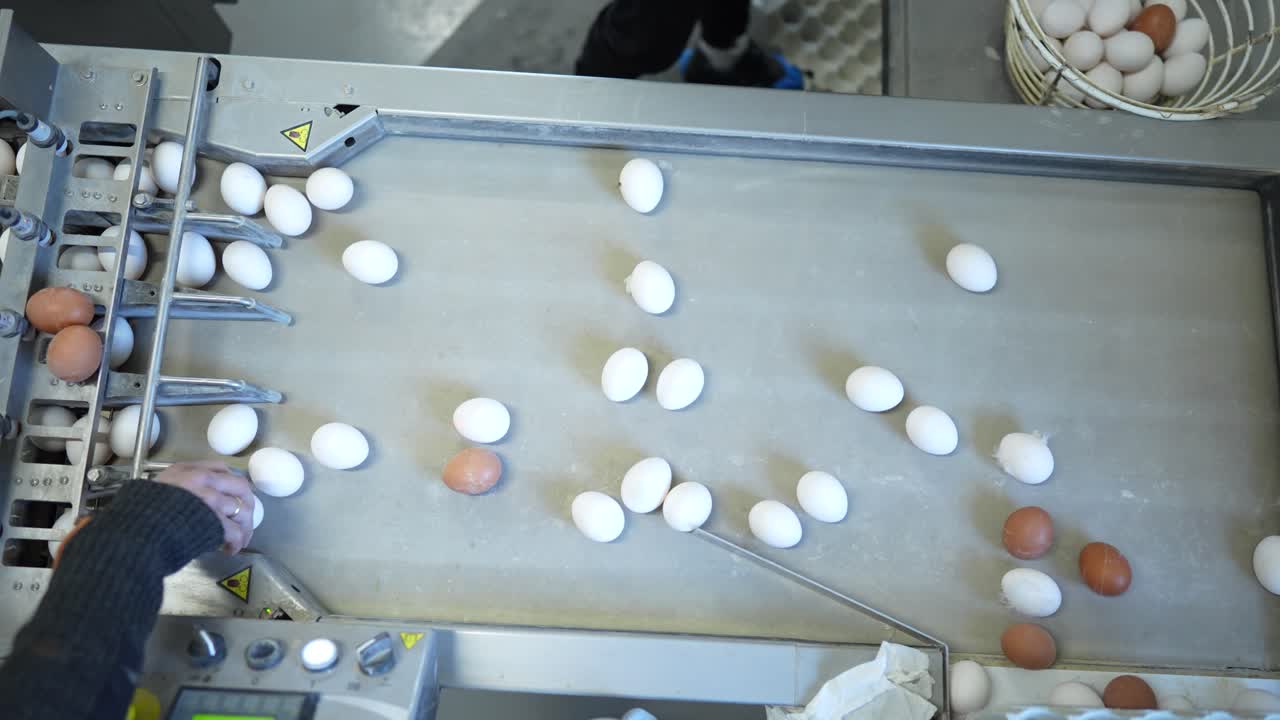 Workers sort eggs on a conveyor belt in a processing facility during daylight hours