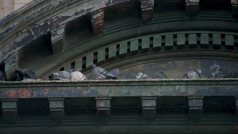 palomas en la cornisa decorativa de un antiguo edificio en la ciudad de nueva york