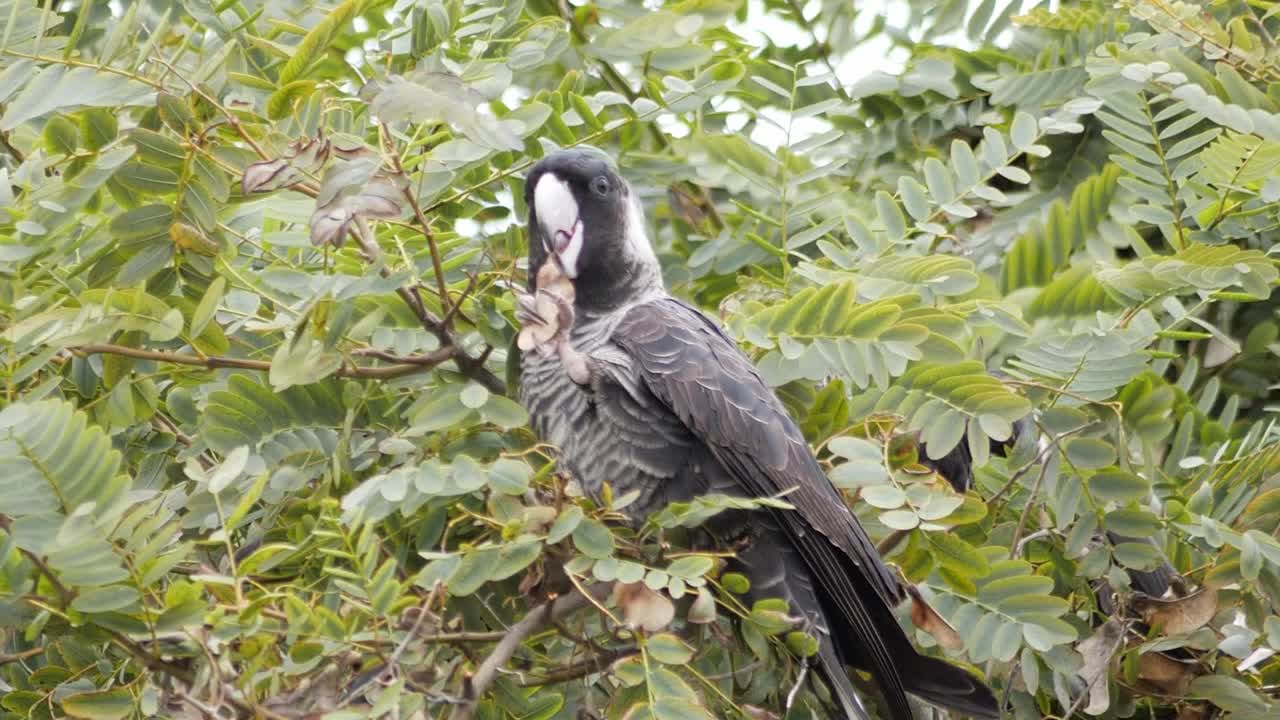 dos cacatúas carnaby negras de pico corto se sientan en un árbol de tipuana en el oeste de australia