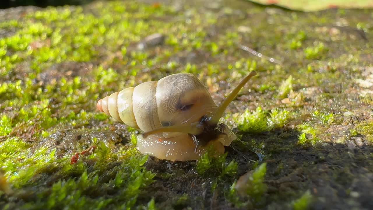 A millipede moving on a mossy rock by a waterfall
