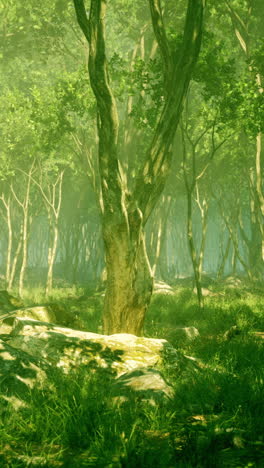 sunbeams filtering through a lush green forest