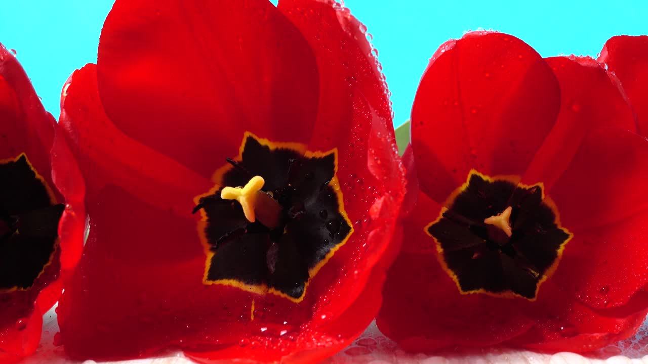 Shooting of tulips close up