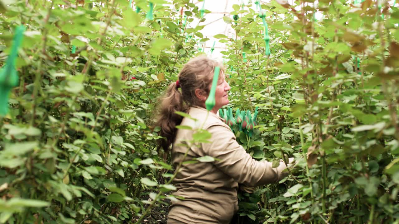 Woman standing on the trail cutting and carefully picking roses
