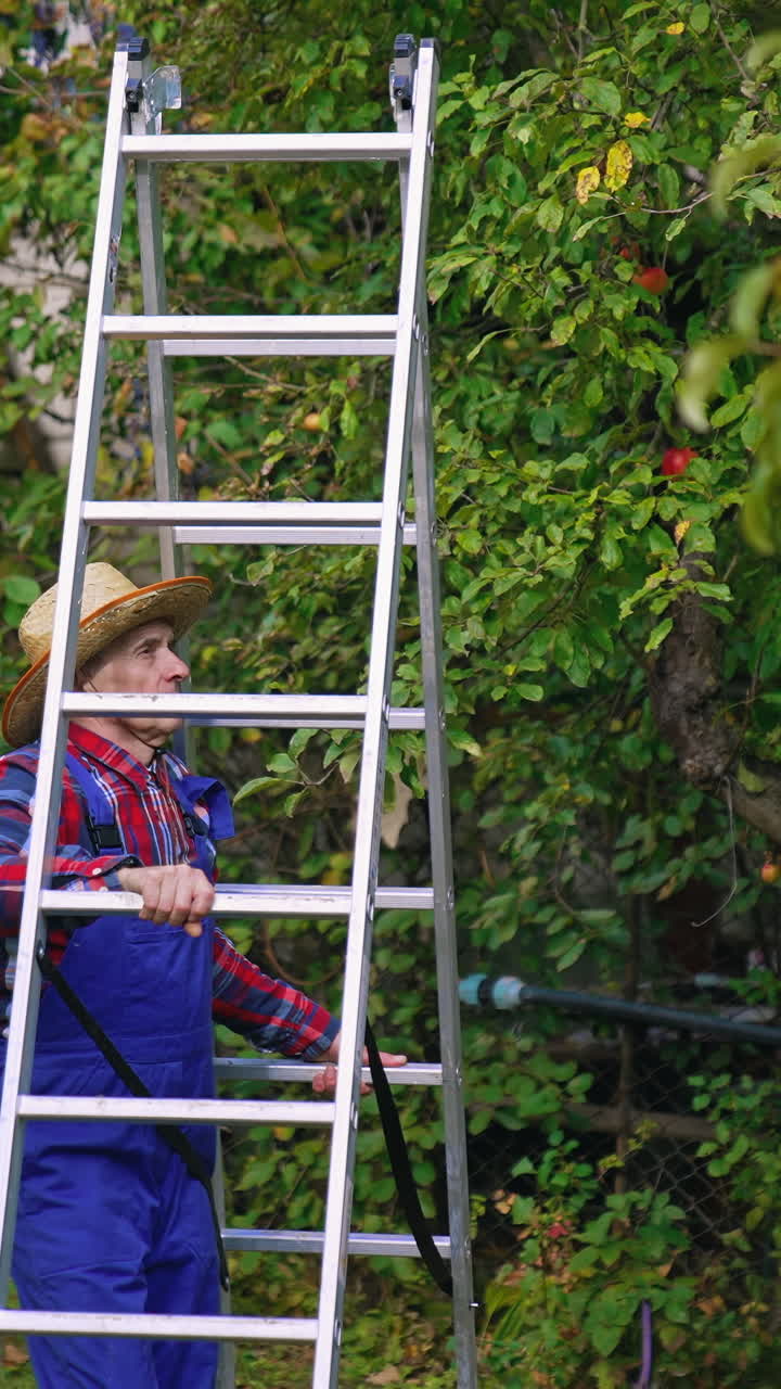 Farmer bringing a ladder for picking up. Fruit farmer harvesting an apple. Vertical video