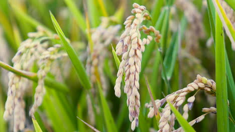 rice seeds in the field ready for harvesting